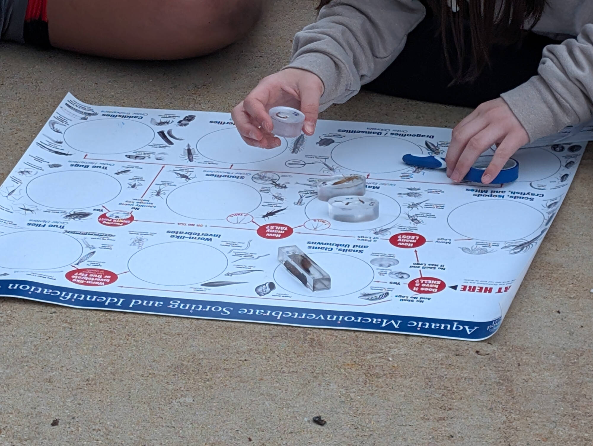 A student is exploring specimens of macroinvertebrates preserved in resin. The hands of the student are visible holding a specimen over a mat to identify the species.